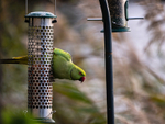 Ring-necked Parakeet