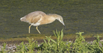 Squacco Heron.