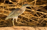 Green Backed Heron