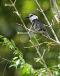White-necked Puffbird portfolio