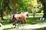 307-PENHILLS_CANDY_MAN-Max_Warburton-WEDTrotUp+DR portfolio