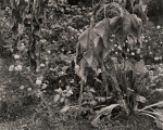 My Garden, Pennsylvania, 1984