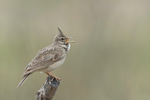 Crested Lark