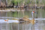 Sandhill Crane (adult & chick) swimming, Harns Marsh, Florida