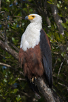 African Fish Eagle