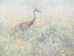 SANDHILL CRANE, CABOT HEAD - BRUCE COUNTY