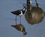 Lapwing portfolio