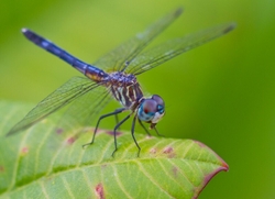 Dragonflies _0045