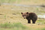 Brown Bear Cub standing still, Silver Salmon Creek, Alaska