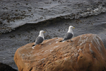 Kittiwakes