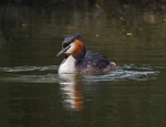 Great Crested Grebe