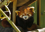 Red Panda