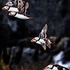 BBW-05-Puffin flypast