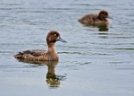 Tufted Duck portfolio