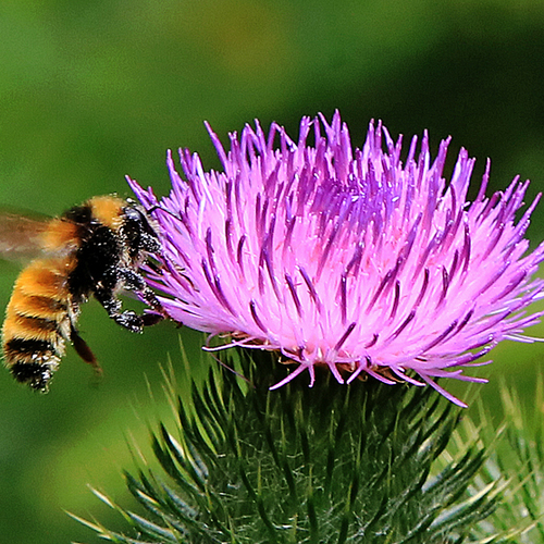 Northern Amber Bumble Bee nectars on thistle