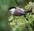 Willow Tit