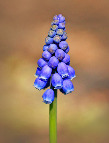 [align=center]Muscari, 'Grape Hyacinth'[/align]