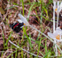 _DSC0008A