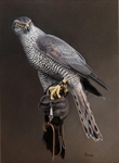 GOSHAWK ON GLOVE