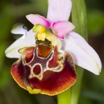 Late Spider Orchid (Ophrys fuciflora)