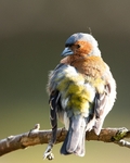 Chaffinch portfolio