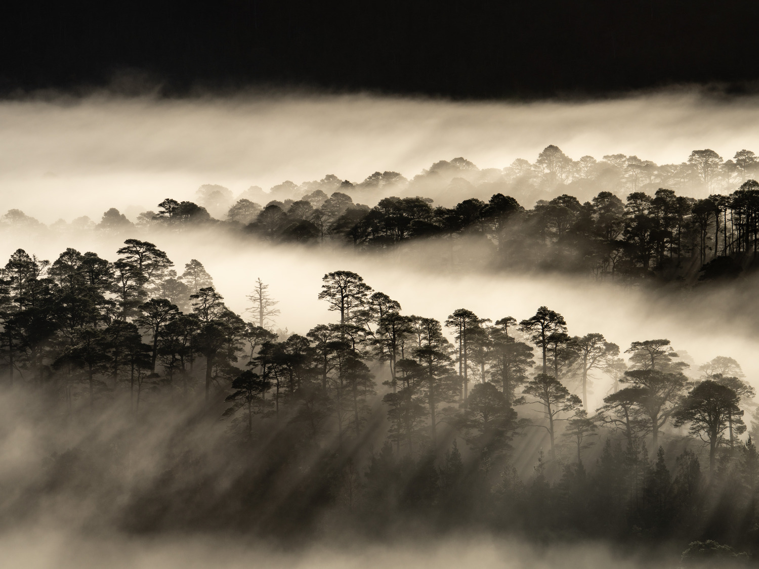 An expansive view over the Caledonian forest with backlit trees and crepuscular rays. The intensity of the light on t…