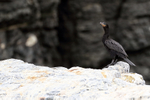 Neotropic Cormorant perched on guano-covered rock, Chile