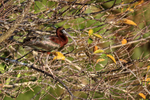 Glossy Ibis resting in tree, Wakodahatchee Wetlands, Florida