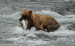 Amelia takes her first salmon of the day
