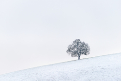 Tree on a slippery slope.