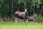Moose (mother & calf), Flatanger, Norway