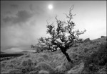 Dartmoor