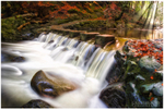 Tollymore Forest Park (IMG0292)