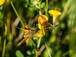 Small Skipper