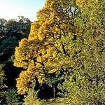 Autumn trees