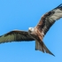 BBR-01-Red Kite