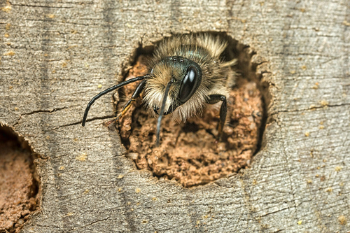 <i>Osmia bicornis</i> male emerging from nest in bee-hotel. Staffordshire garden, May 2016.