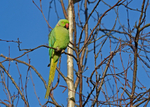 Ring-necked Parakeet