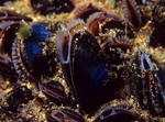 Mytilus edulis
