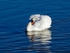 Mute Swan