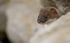 Stoat Kit. Conwy, ref st 3