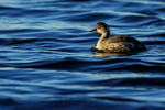Eared Grebe portfolio