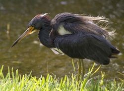 Tricolored Heron _0017