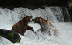 Big males are fighting.