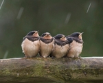 Juv Swallows