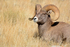 Eye of the Ram