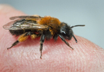 Andrena bicolor (f)
