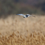 Hen Harrier (male) hunting over the reeds