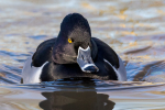 Ring-necked Duck
