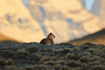 Puma Petaca laying down resting, Torres del Paine, Chile